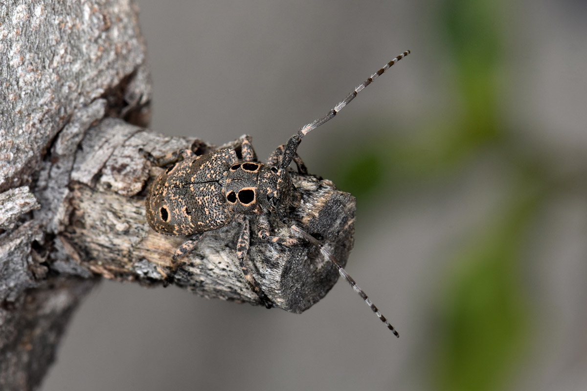 Cerambycidae: Mesosa curculionoides?  S !